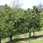 Graziella ורנאצה
