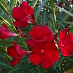 Graziella ורנאצה